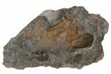 Cluster of Ordovician Trilobites - Tafraoute, Morocco #165257-1